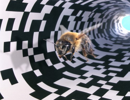 Researchers can trick a honey bee into thinking she has traveled a longer or sho