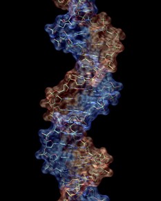 A rendered image of DNA. Image: