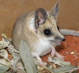 Above: The desert-dwelling dunnart. Photo by Alan Couch / dnatheist, flickr. Bel