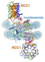 This image illustrates the RCC1 chromatin protein interacting with the nucleosom