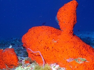 An elephant ear sponge (Agelas clathrodes).                                     