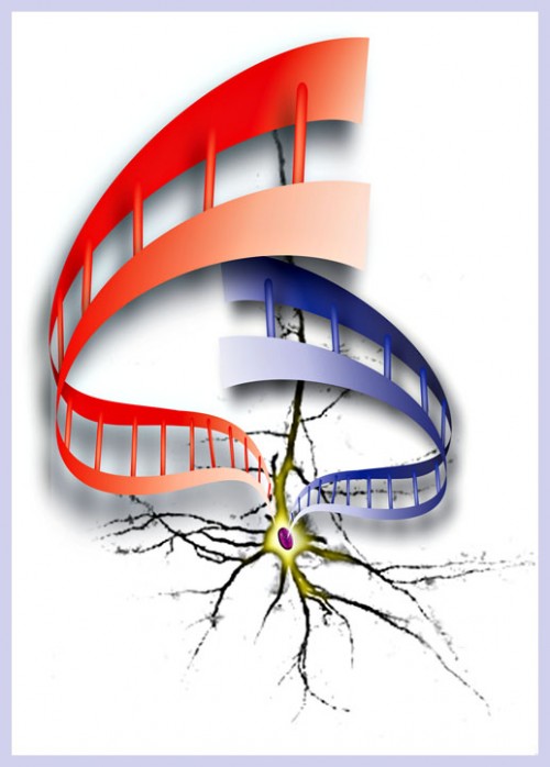 The genome is composed of maternally inherited (red helix) and a paternally in-h
