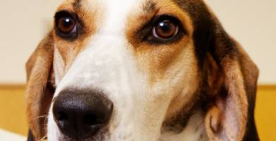 New lymphoma treatment shows promise in dogs