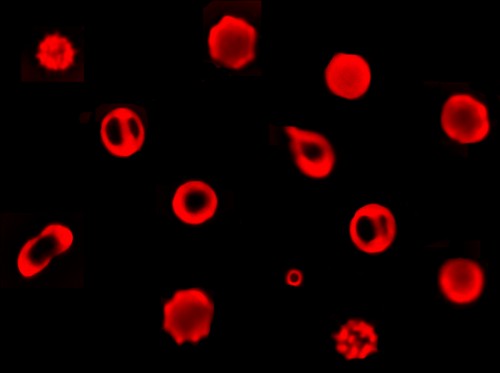 A research team led by electrical and computer engineering professor Gabriel Pop