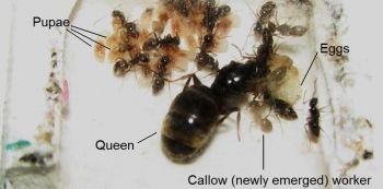 Ant Lasius niger colony members explained
