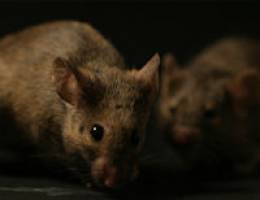 Pheromone responsible for male mouse 'sex appeal'