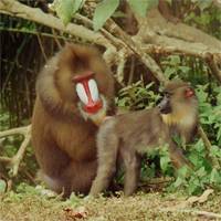 Mandrills use odour to identify potential mates