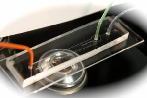 Tiny marine microbes exert influence on global climate