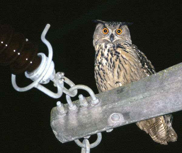 Medium-voltage pylons are a major hazard for large birds such as the Great Horne