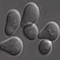 You had me at hello: frisky yeast know who to 'shmoo' after two minutes