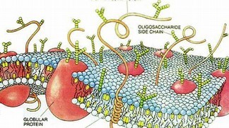 Drawing of a cell membrane � Dana Woods / Scientific American