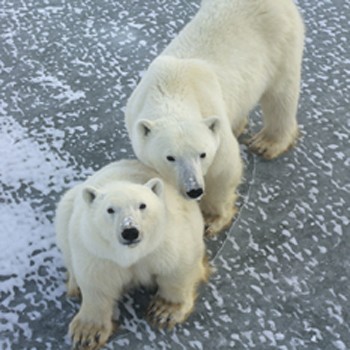 The research team concluded that all living polar bears trace their maternal anc