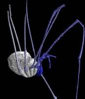 Ancient daddy long legs creep up in 3D: 300m year old harvestmen revealed in new virtual fossil