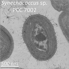 Penn State scientists have scoured this cyanobacterium's genome to discover