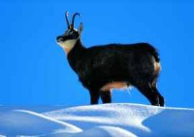 Complex sex life of goats could have implications for wildlife management