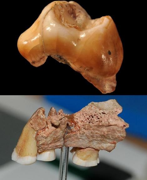 Credits: Dr Stefano Benazzi (infant teeth); Chris Collins (NHM) and Torquay Muse