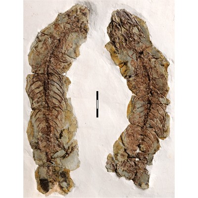 The pregnant gravid female Yabeinosaurus fossil. Credit: Susan Evans/UCL