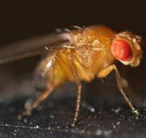 Fruit fly antennae are tuned in