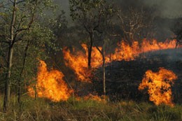 The study suggests bushfires have been part of the Australian landscape for more