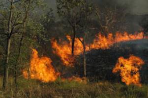 Gum trees fire up history revision