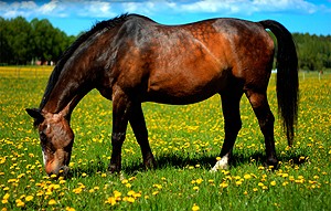 A manuka honey gel applied to horse&rsquo;s leg wounds led to 27 percent faster 