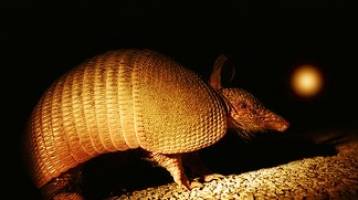 Indigenous cases of leprosy in the Southern United States