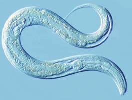 Is the 'longevity gene' nearing the end of it's life?