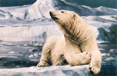 A modern polar bear (John Edwards)