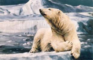 Modern polar bears descended from extinct bears from Ireland