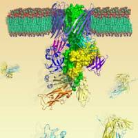 New antibiotics a step closer with discovery of bacterial protein structure