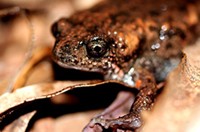 Pilbara toadlet (Uperoleia saxatilis). Photo by Paul Doughty