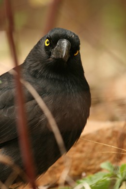 A currawong comes calling in search of noisy nestlings.