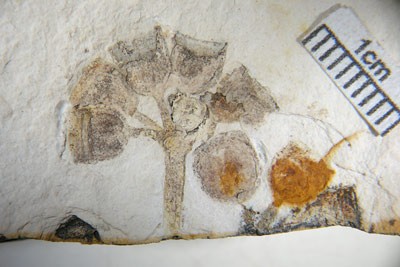 Fossil of  Eucalyptus  infructescence (group of fruits).