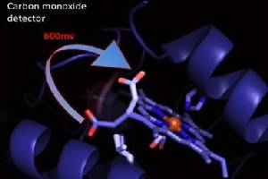 Organisms avoid carbon monoxide poisoning