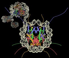 Credit: Karolin Luger 						 DNA wraps an assembly of special proteins called hi