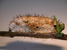 Gonometa Postica cocoon