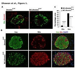 (Click image for description)