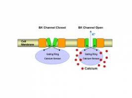 Scientists identify how major biological sensor in the body works