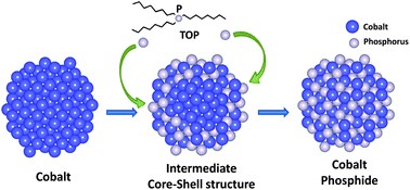 The evolution schematics of transition from cobalt to cobalt phosphide nanocryst