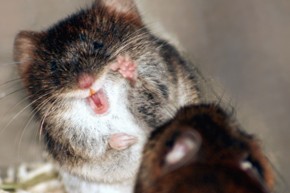 Sexual conflict in bank voles. Photo by M M�kk�nen.