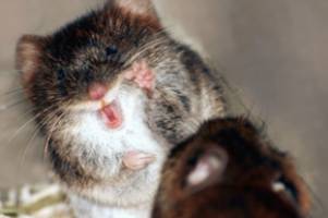 Sex explains why the fit don't always survive