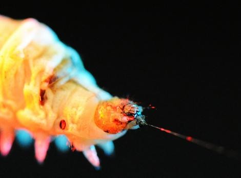 The Chinese silkworm spinning silk. Photo: OSG