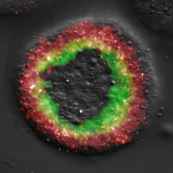 This image of a sea-urchin embryo shows where two different regulatory genes are
