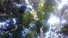 rainforest canopy Credit: Neil Ennis from Flickr