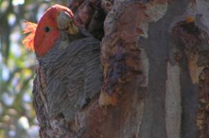 Big trees boost city life
