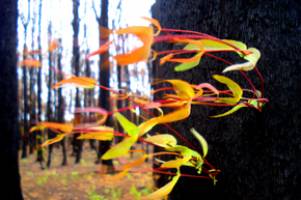 Black Saturday provides bushfire answers