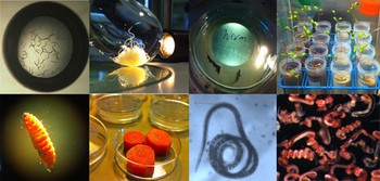 Many different species of nematodes were found by the Sternberg lab to communica