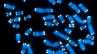The telomeres can be seen as white dots on these chromosomes� National Institute