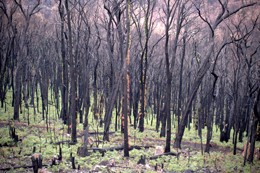 Lake Mountain following the Black Saturday bushfires. Photo by Andrew Kneebone, 