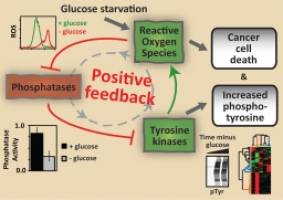 Glucose deprivation activates feedback loop that kills cancer cells, UCLA study shows